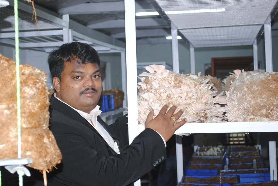Inside a real MAHAGRO INDIA oyster mushroom cultivation facility, with racks of fruiting bags