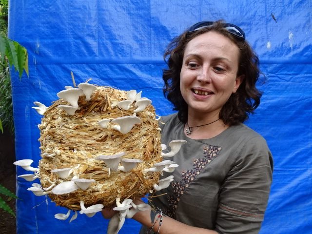 Fresh oyster mushroom harvest showcase