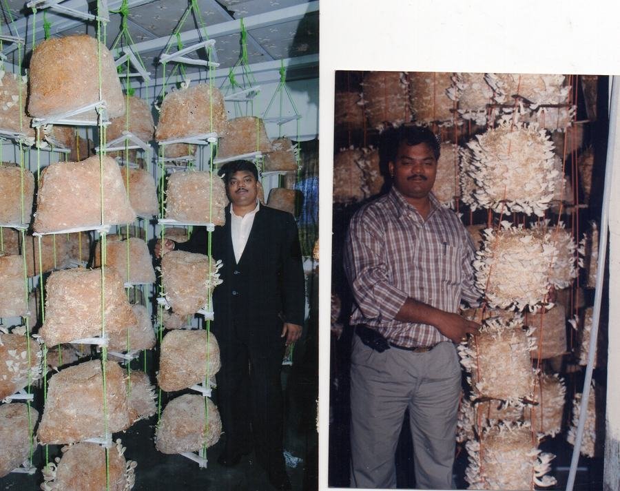 Hanging oyster mushroom bags at a trainee's farm