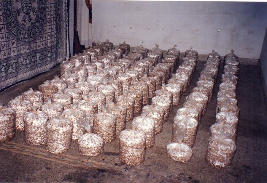 Prepared spawn bags ready for cultivation