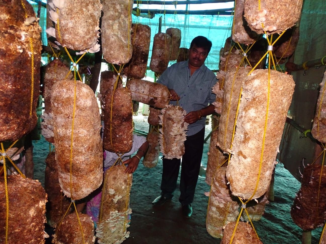 Spawn bags maturing inside a greenhouse tunnel