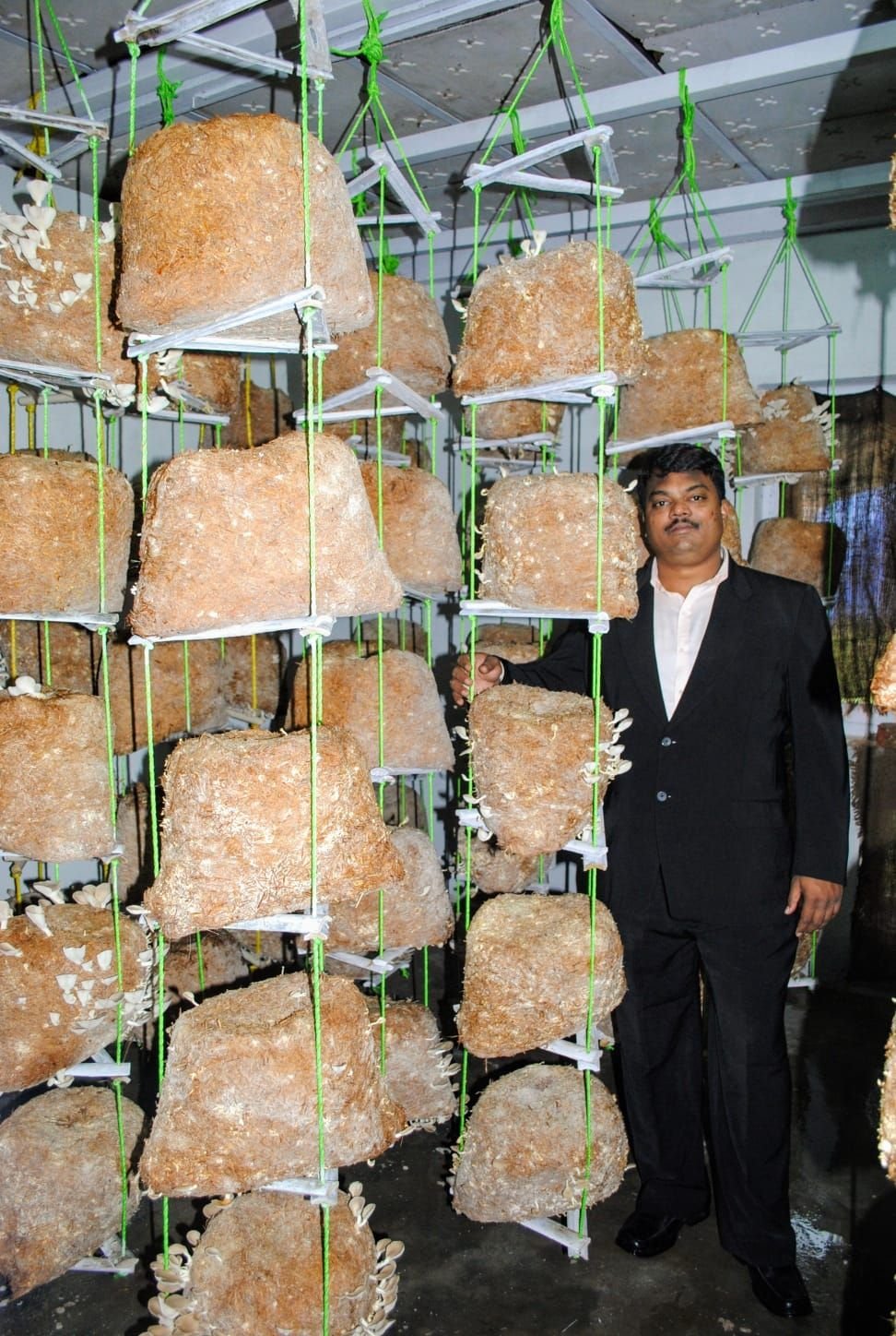 Vertical rack cultivation in action